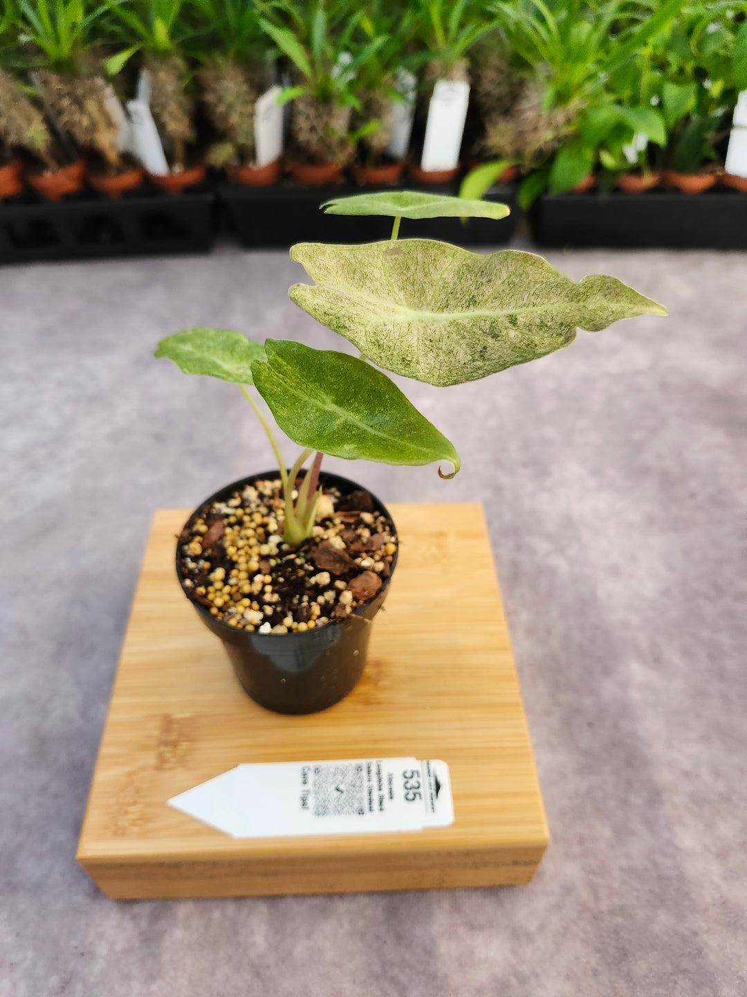 Alocasia Longiloba Black Saturn Stardust (3in)-535