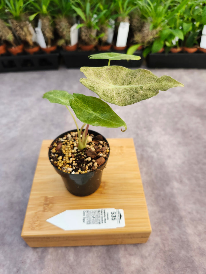 Alocasia Longiloba Black Saturn Stardust (3in)-535