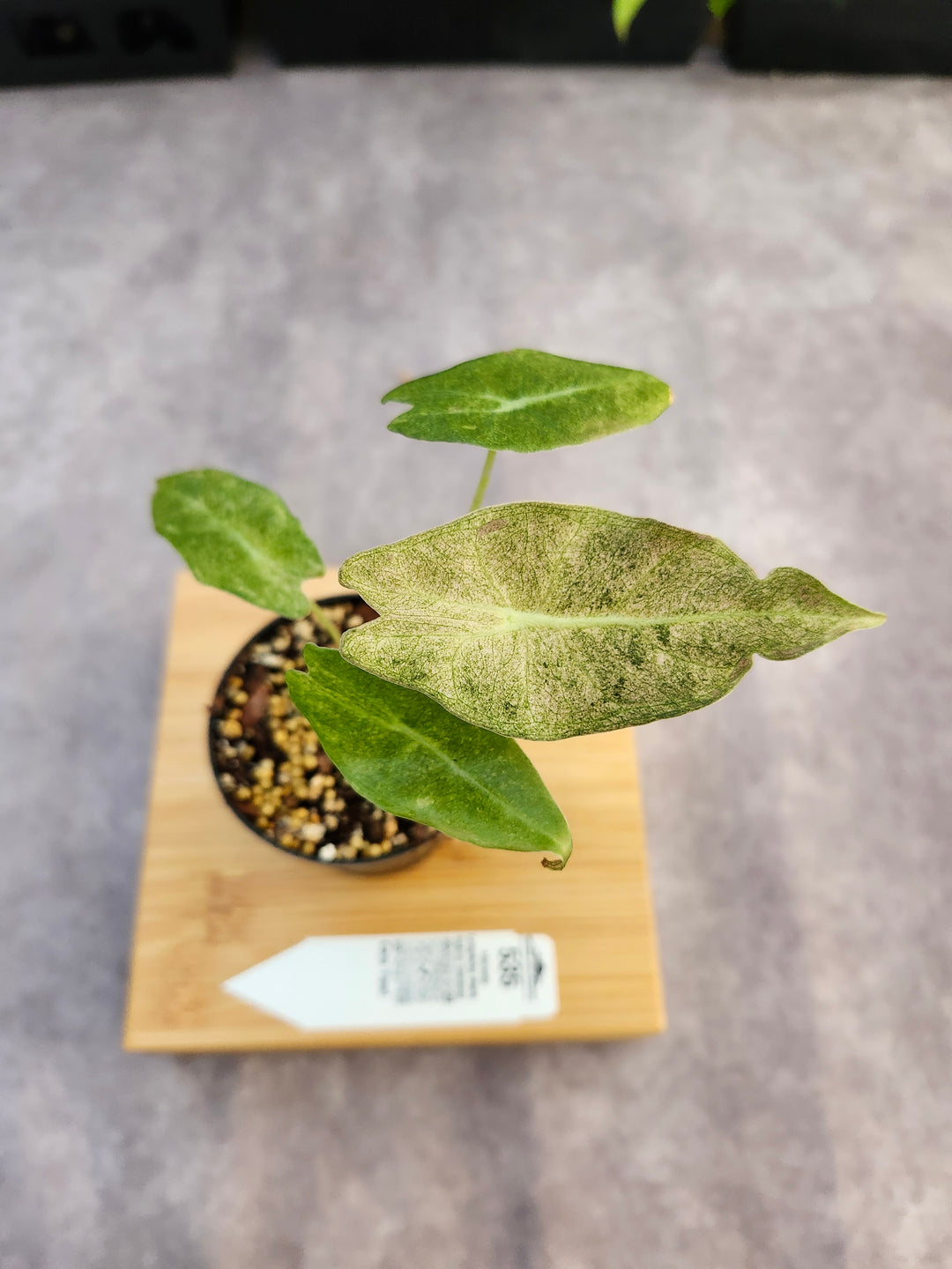 Alocasia Longiloba Black Saturn Stardust (3in)-535