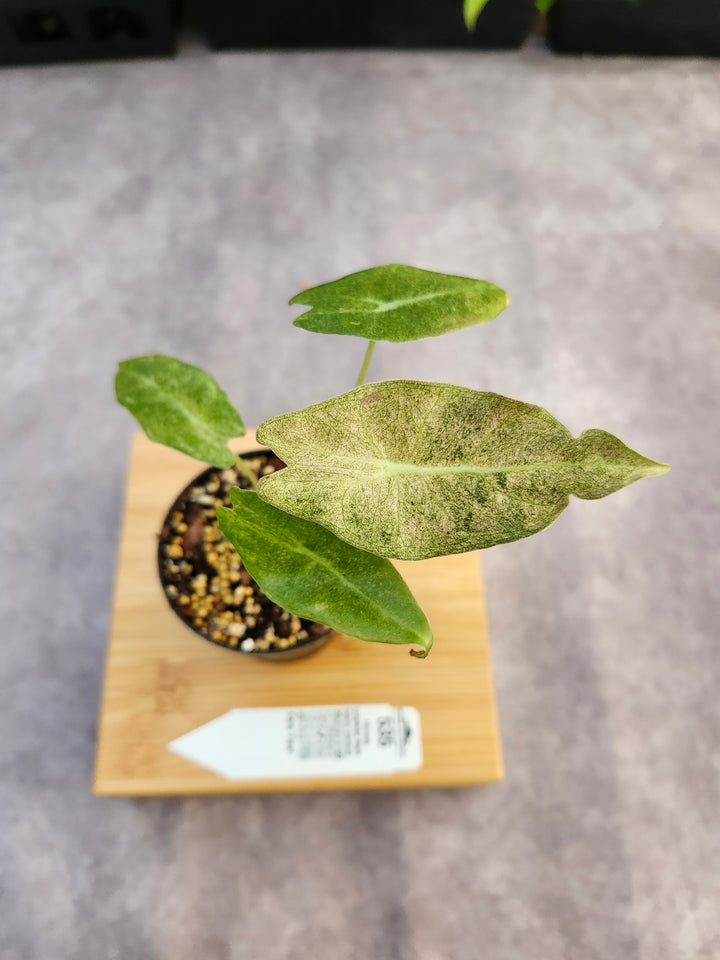 Alocasia Longiloba Black Saturn Stardust (3in)-535