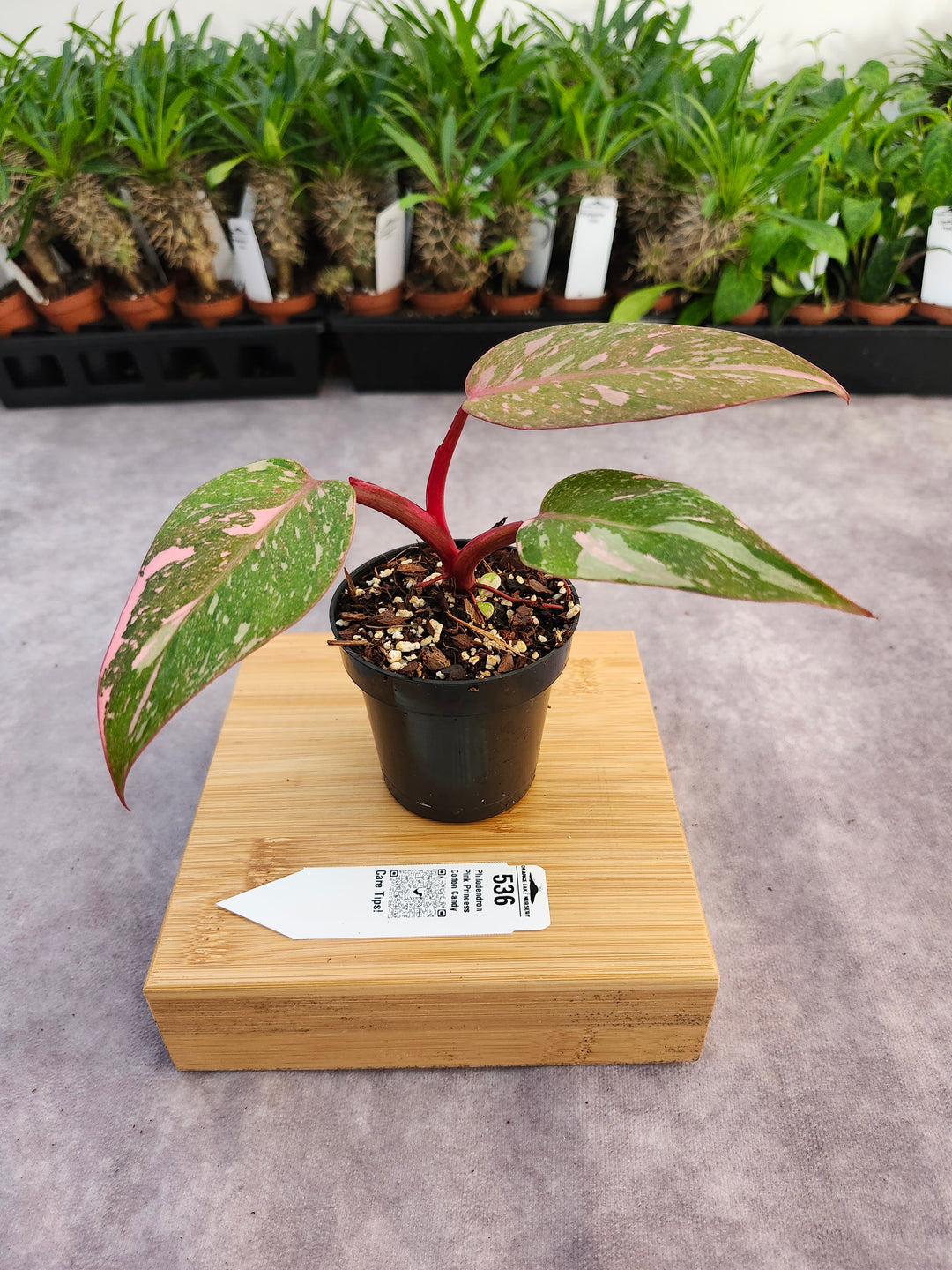 Philodendron Pink Princess Cotton Candy (3in)-536