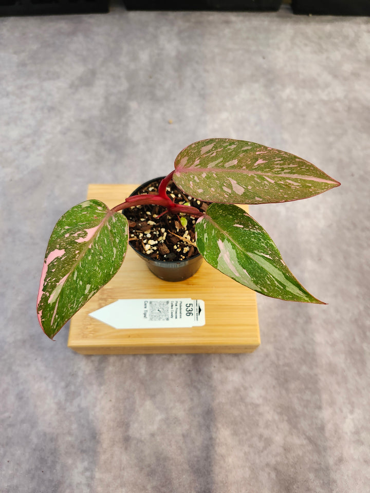 Philodendron Pink Princess Cotton Candy (3in)-536