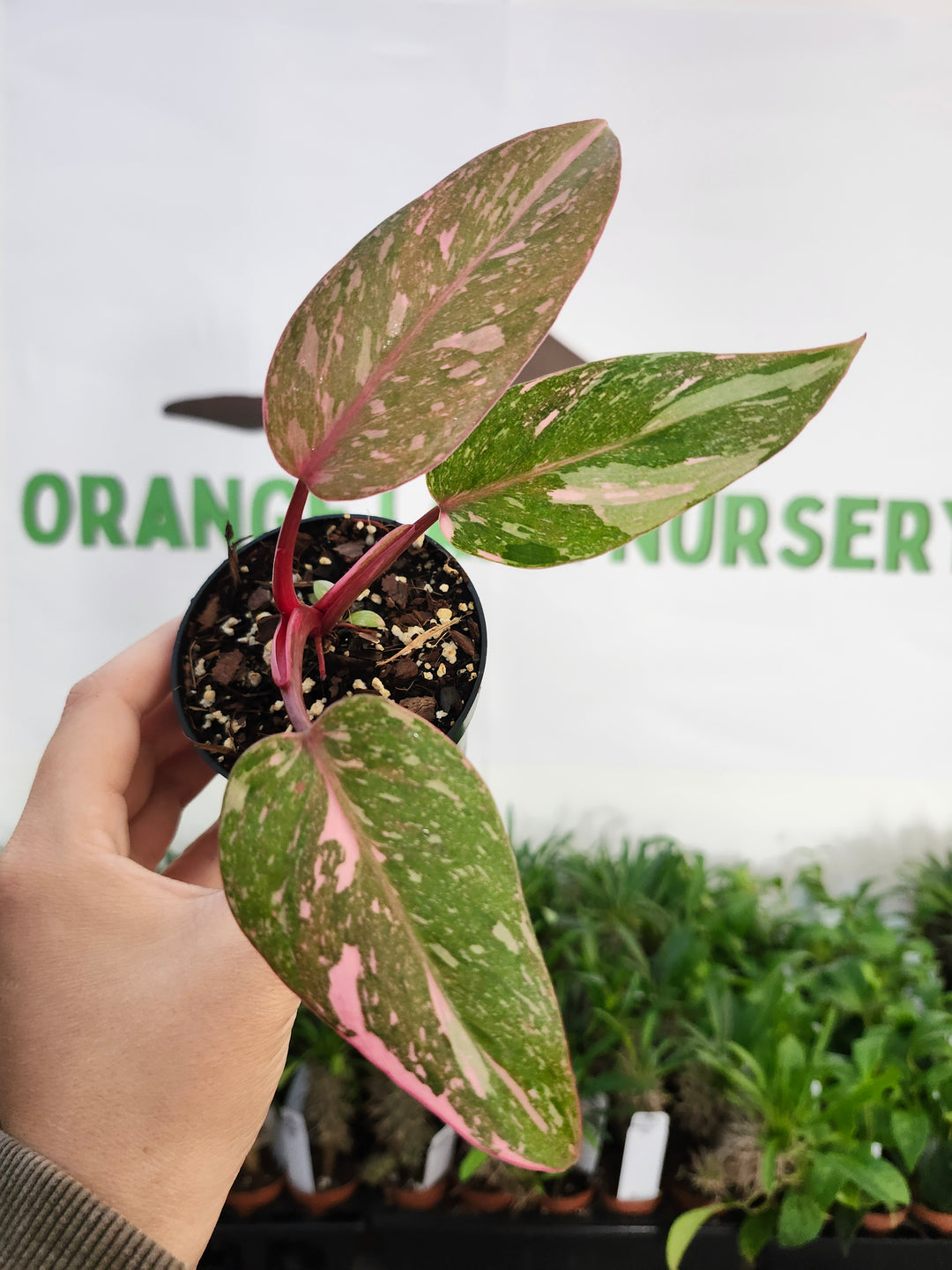 Philodendron Pink Princess Cotton Candy (3in)-536