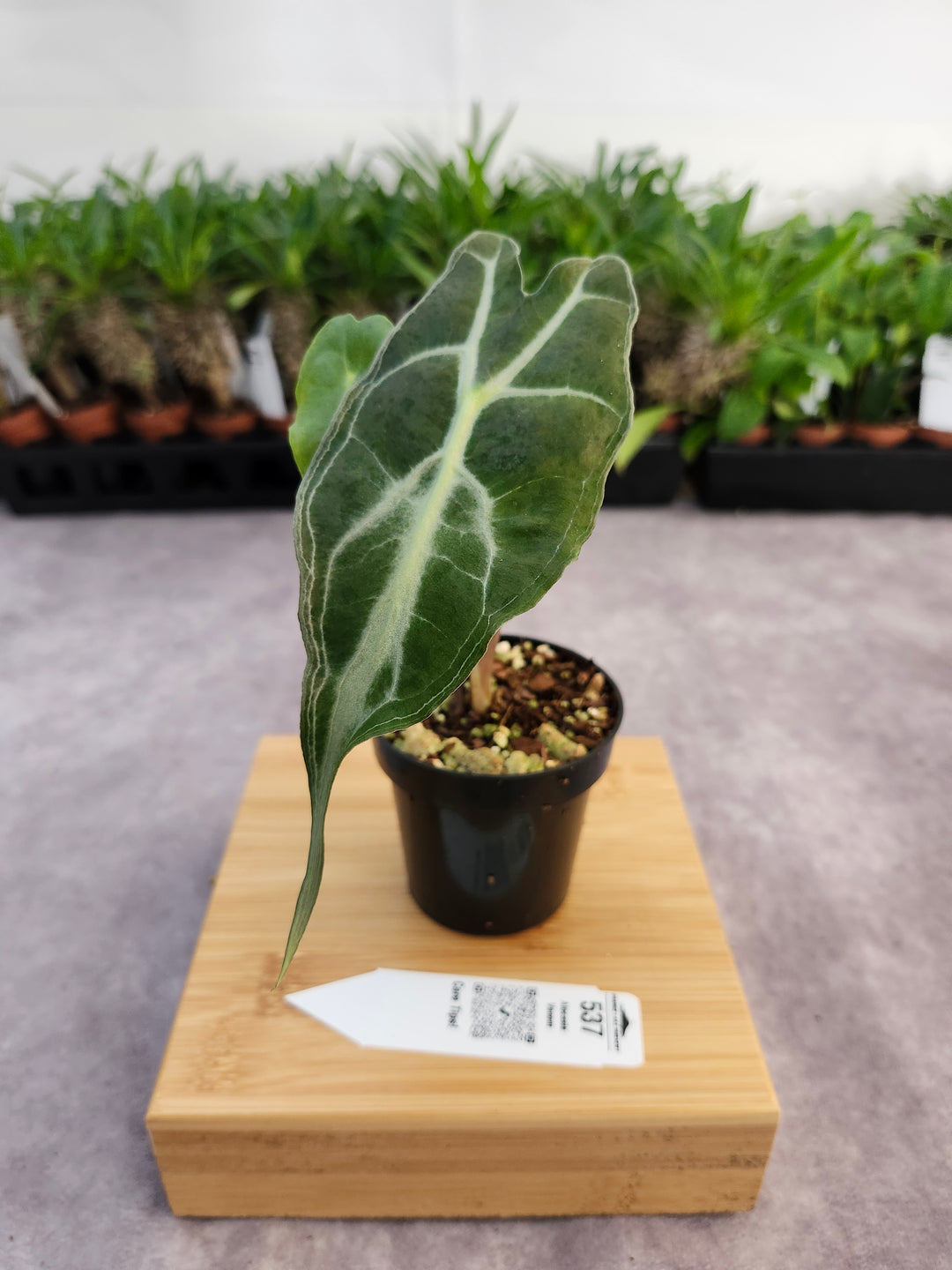 Alocasia Venom (3in)-537