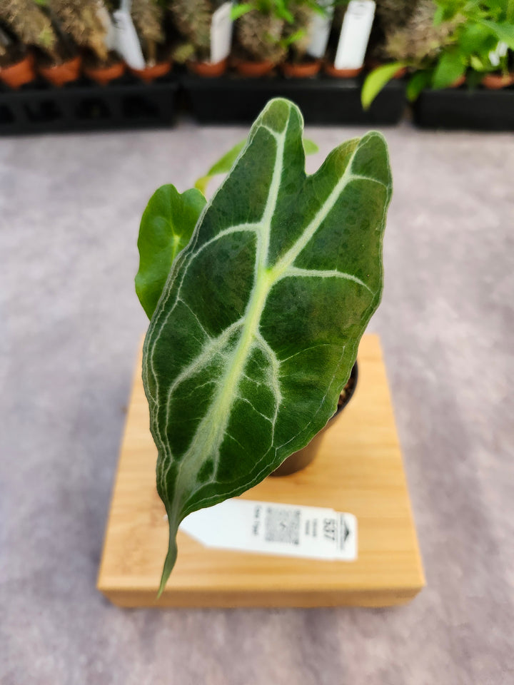 Alocasia Venom (3in)-537