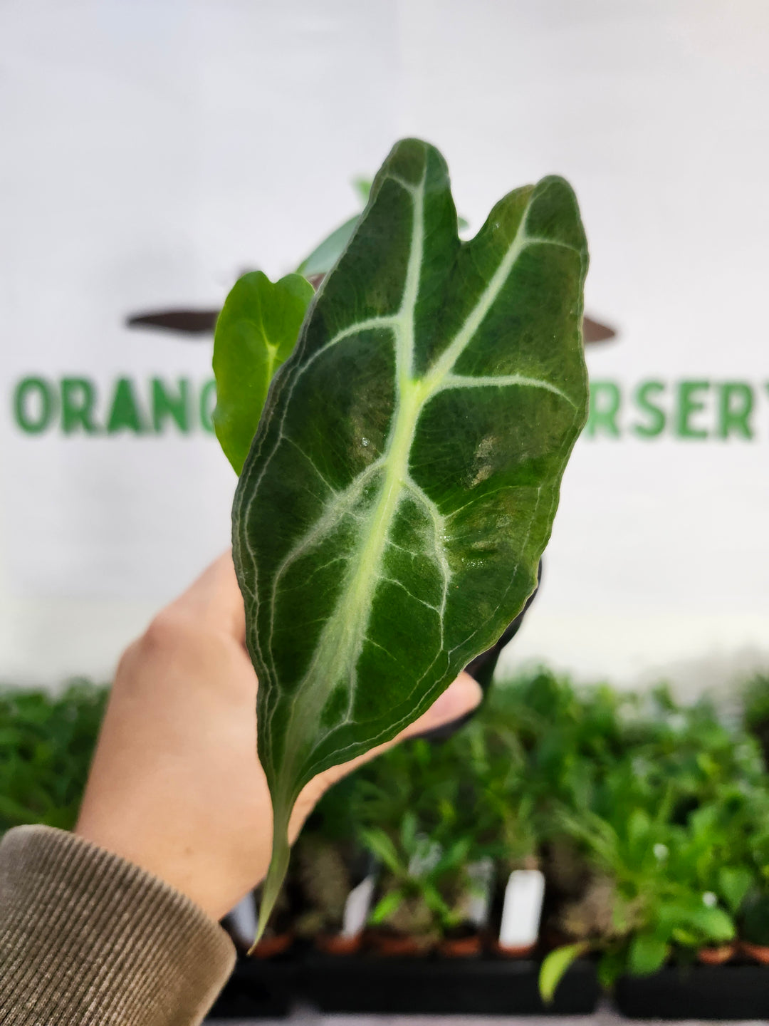 Alocasia Venom (3in)-537