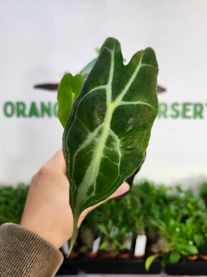 Alocasia Venom (3in)-537