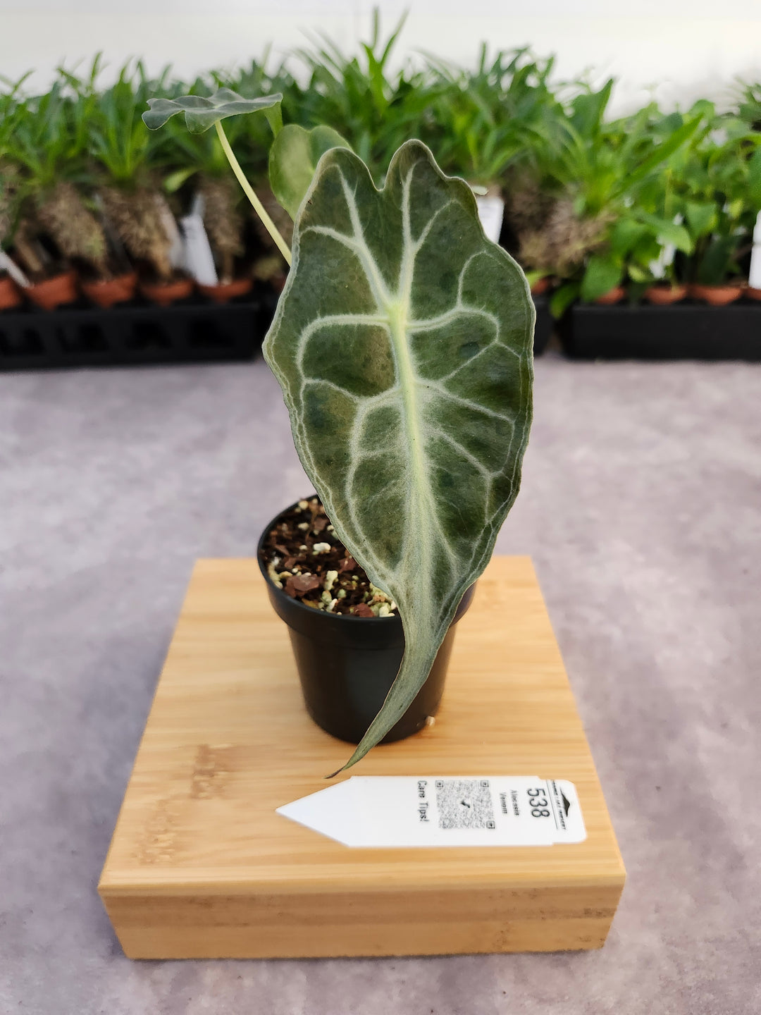 Alocasia Venom (3in)-538