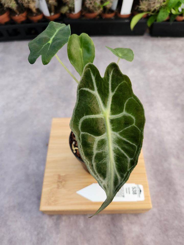 Alocasia Venom (3in)-538