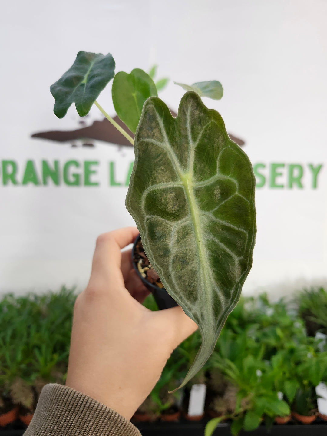 Alocasia Venom (3in)-538