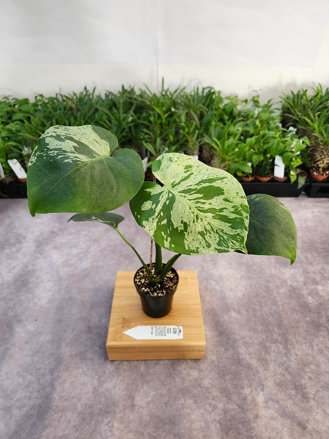 Monstera Bulbasaur (3in)-539
