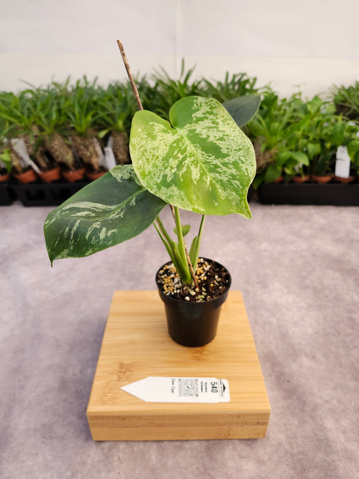 Monstera Bulbasaur (3in)-540