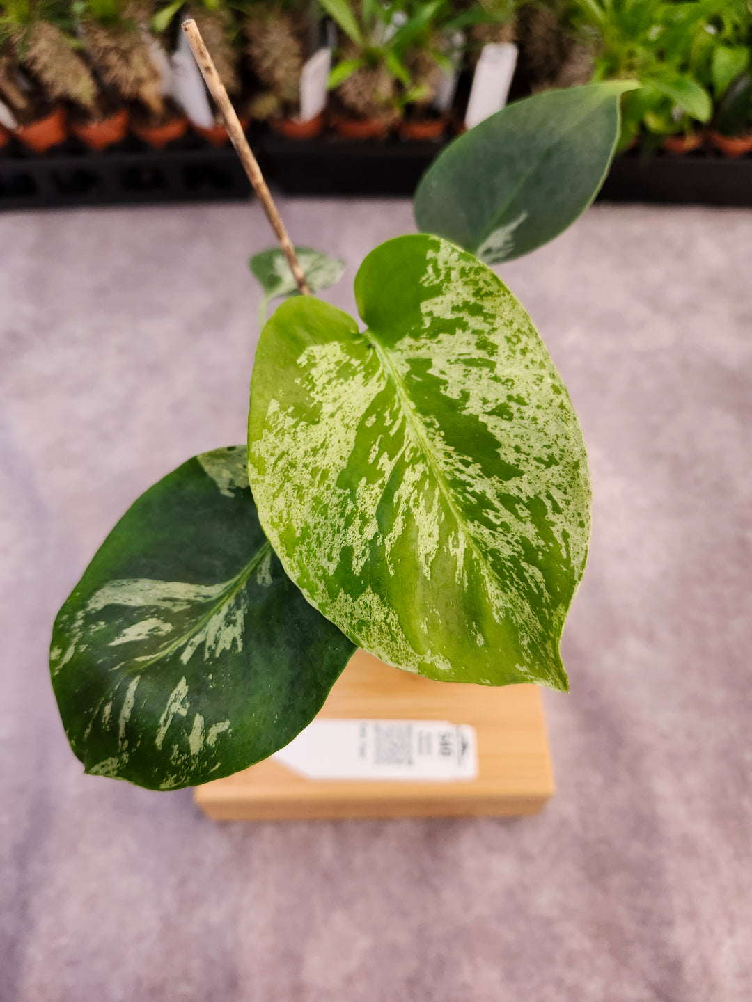 Monstera Bulbasaur (3in)-540
