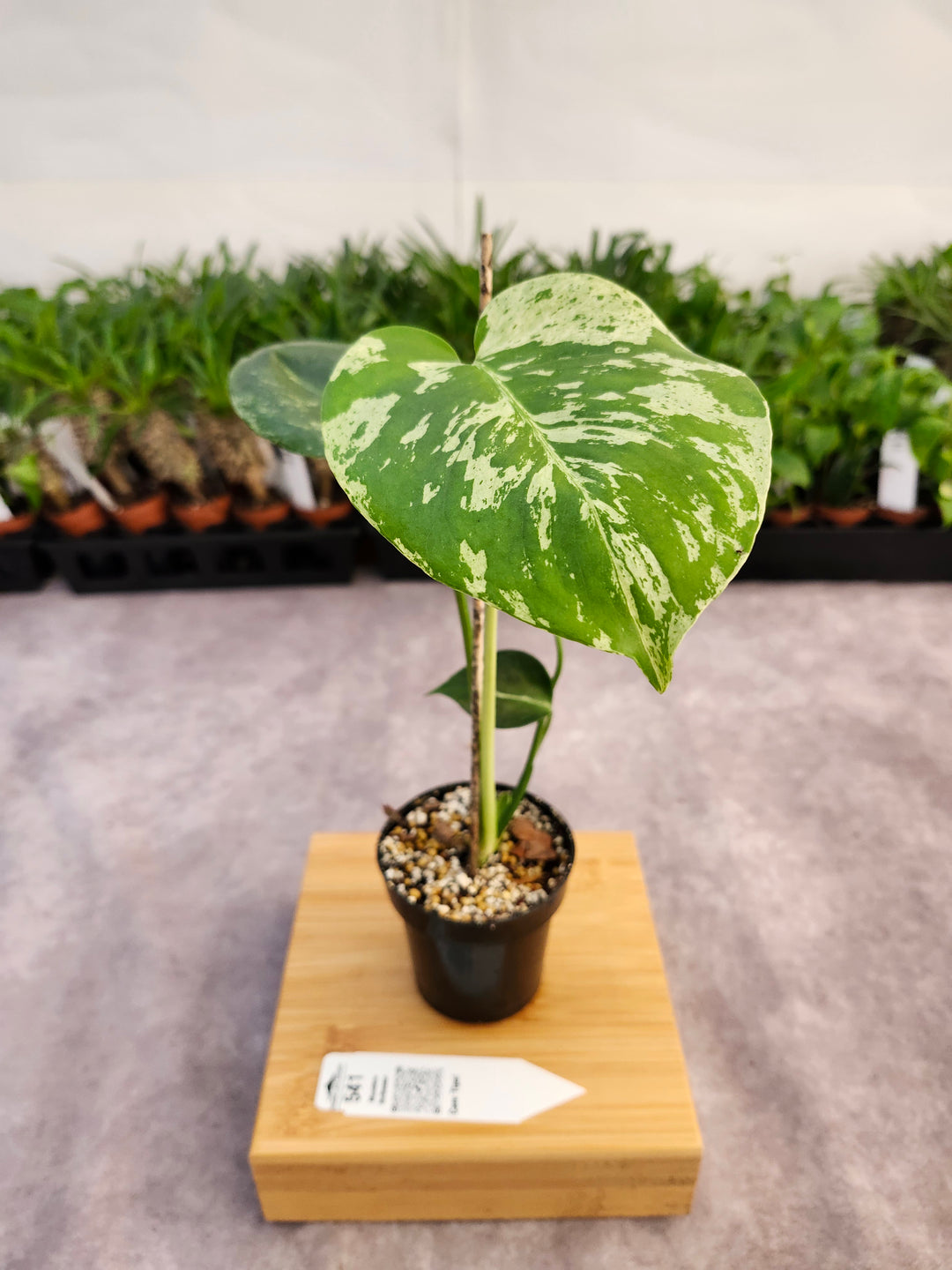 Monstera Bulbasaur (3in)-541