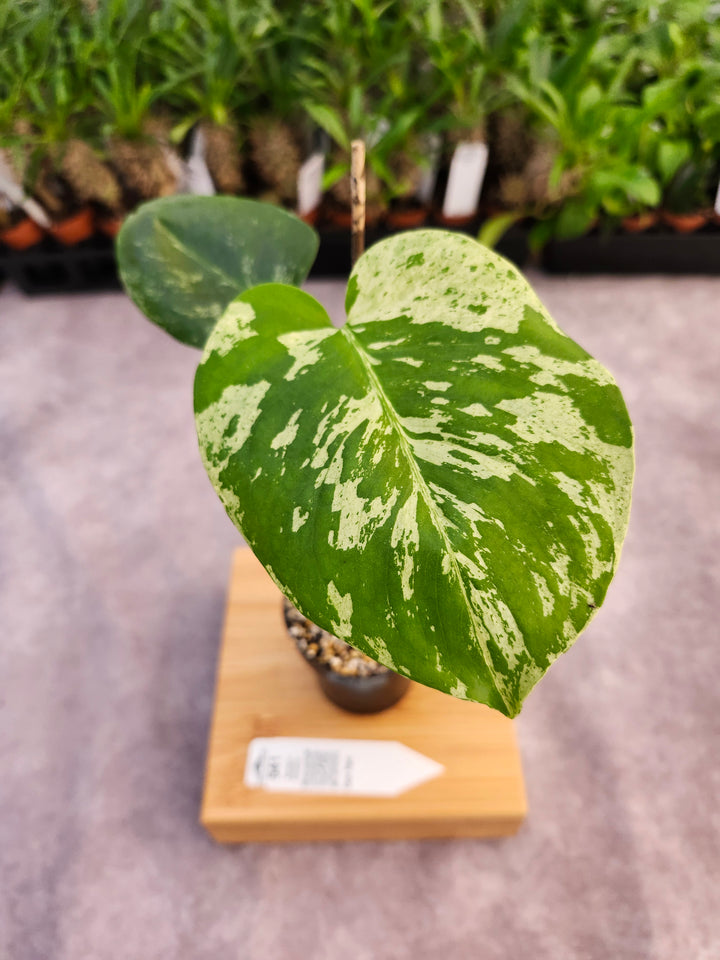 Monstera Bulbasaur (3in)-541