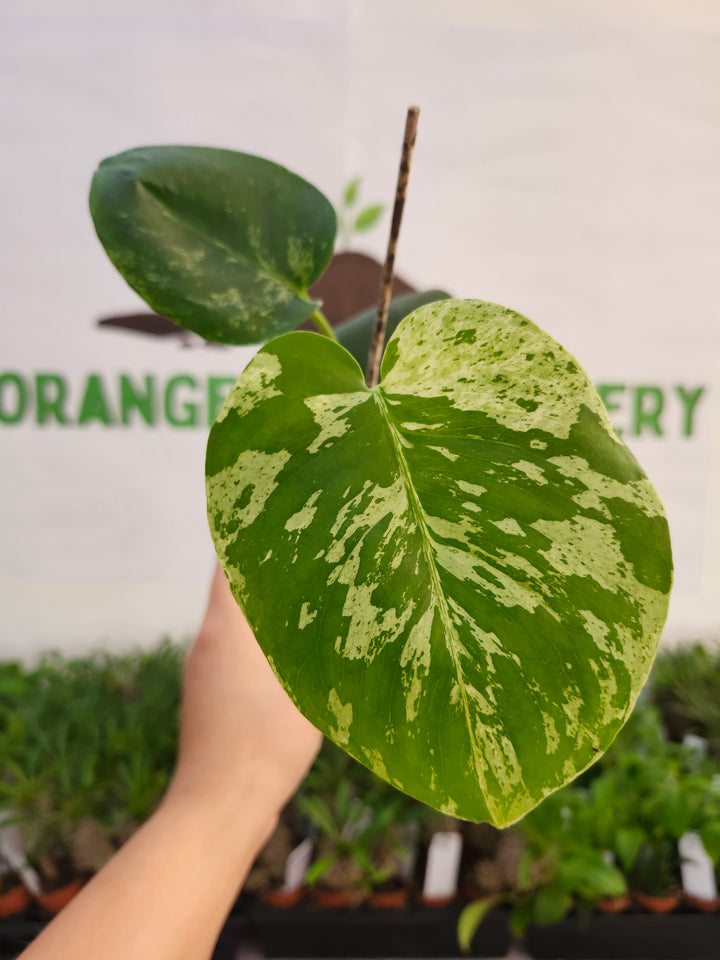 Monstera Bulbasaur (3in)-541