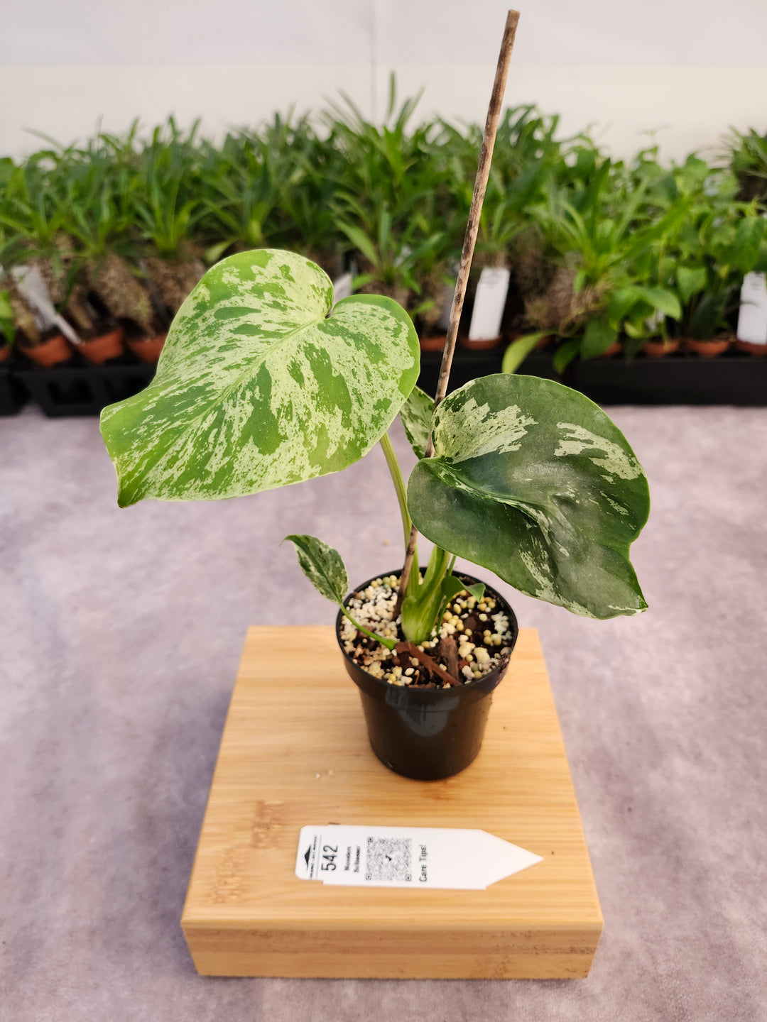 Monstera Bulbasaur (3in)-542