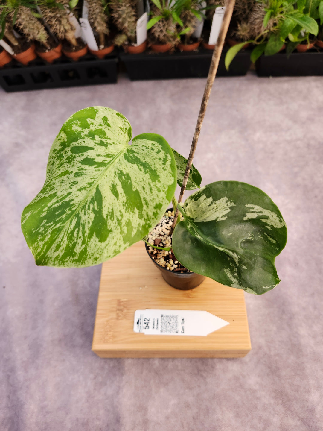 Monstera Bulbasaur (3in)-542