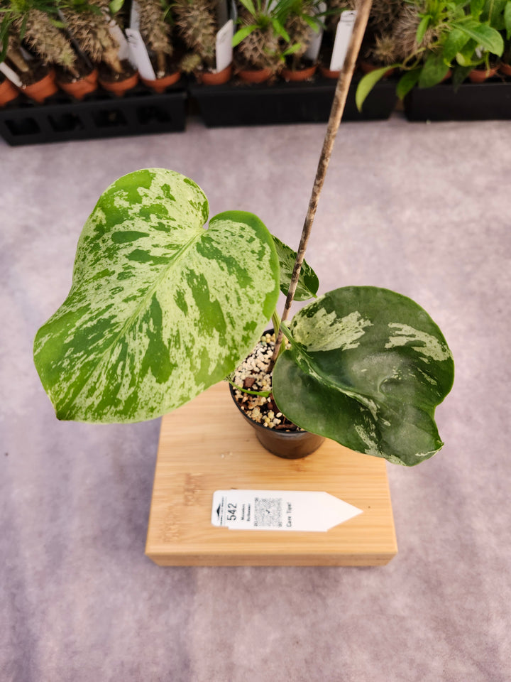 Monstera Bulbasaur (3in)-542