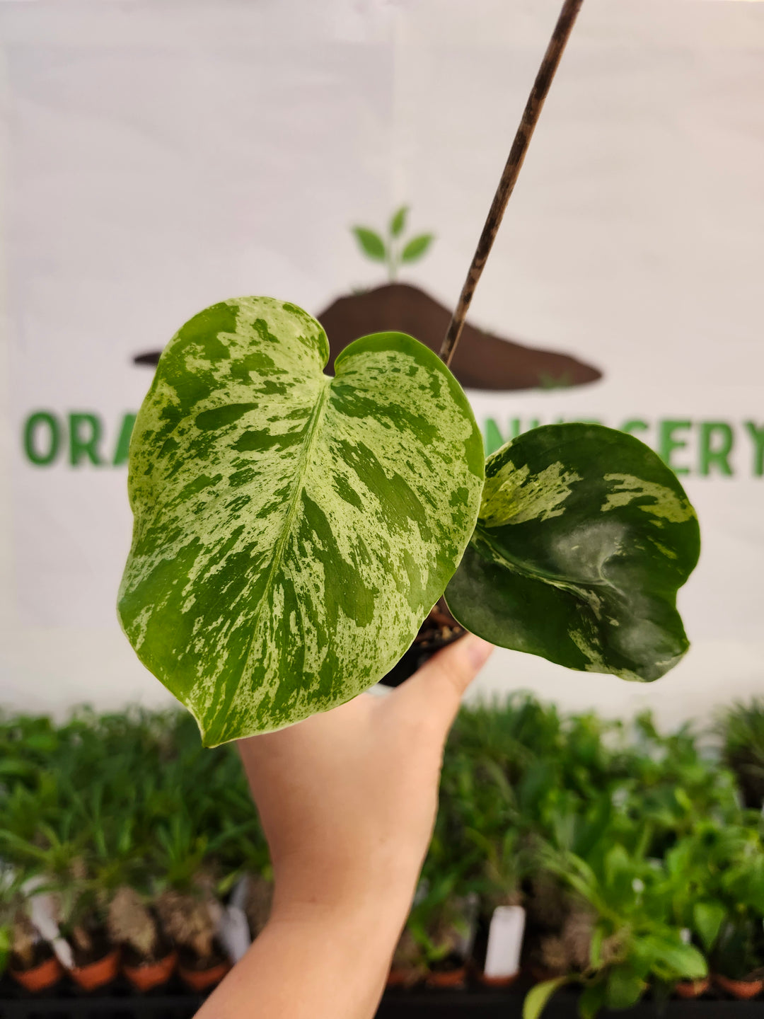Monstera Bulbasaur (3in)-542