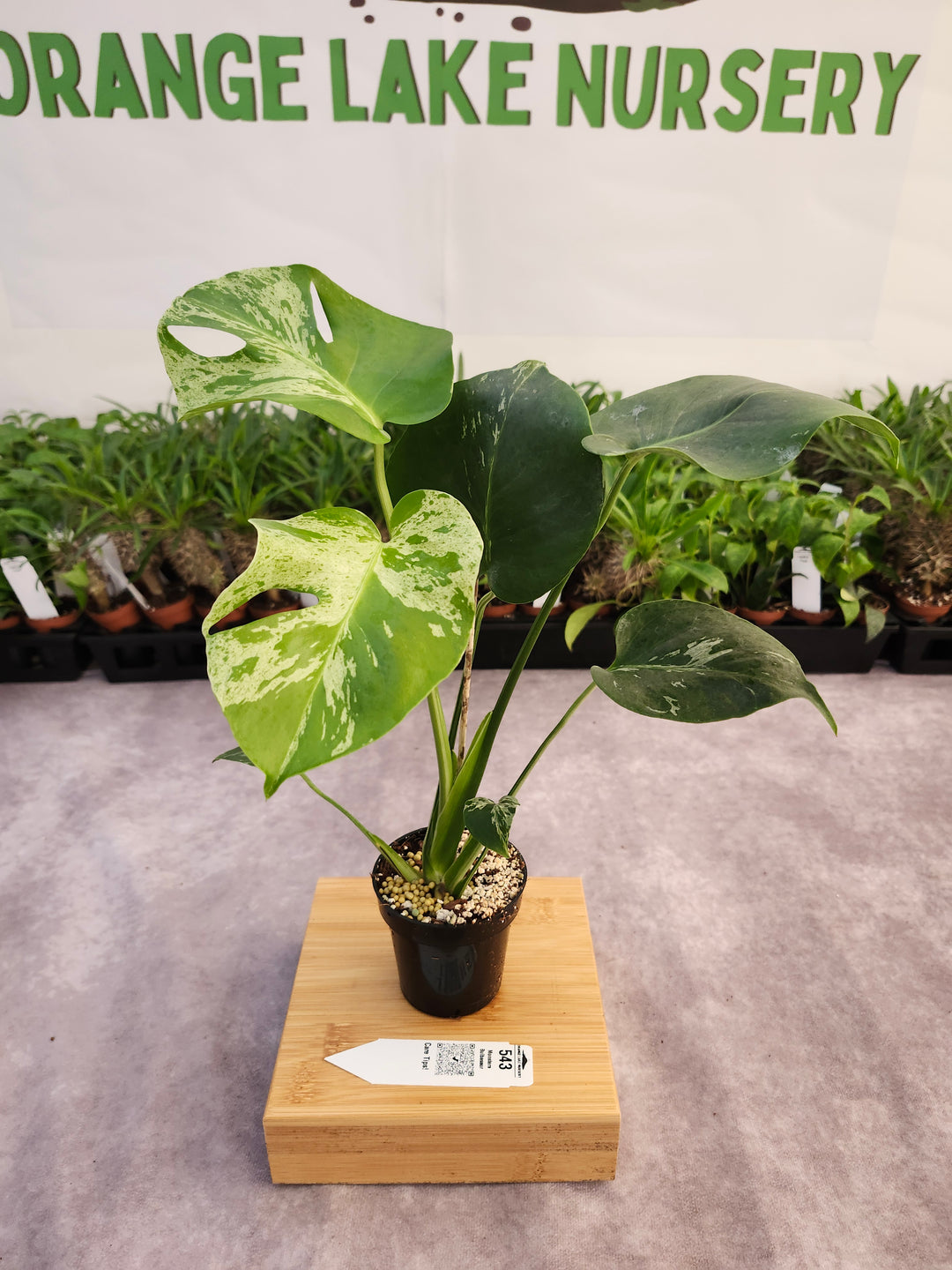 Monstera Bulbasaur (3in)-543