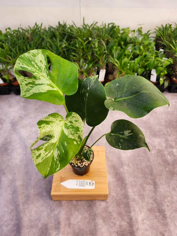 Monstera Bulbasaur (3in)-543