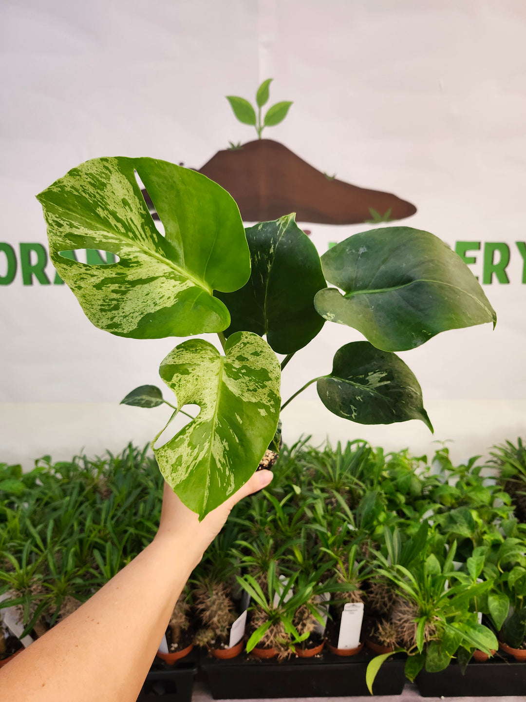 Monstera Bulbasaur (3in)-543