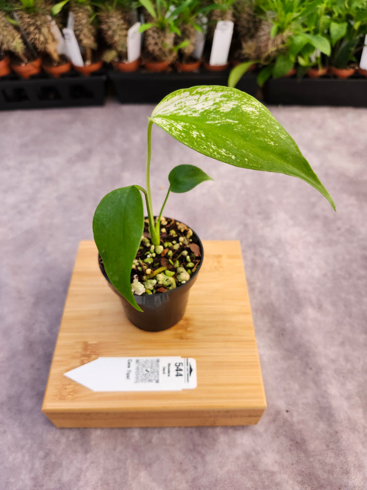 Monstera Devil  (3in)-544