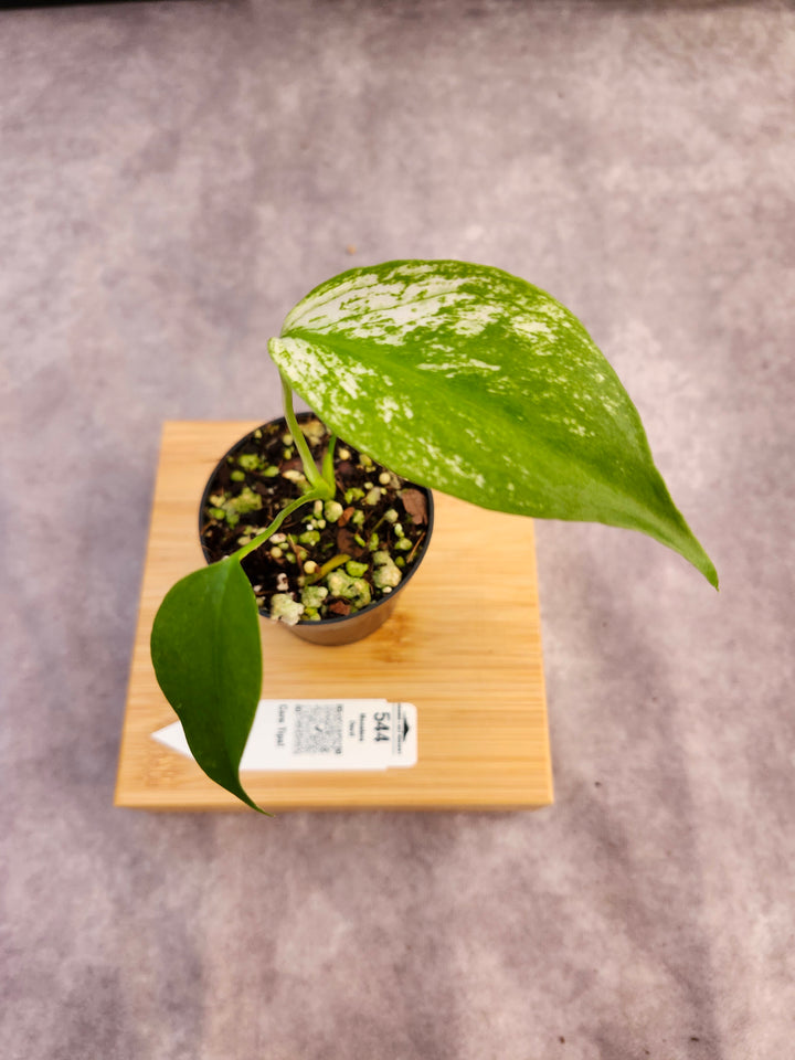Monstera Devil  (3in)-544