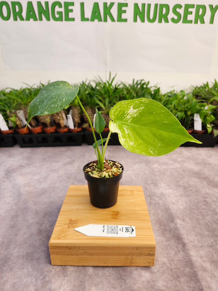 Monstera Devil  (3in)-545