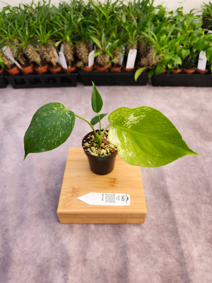 Monstera Devil  (3in)-545
