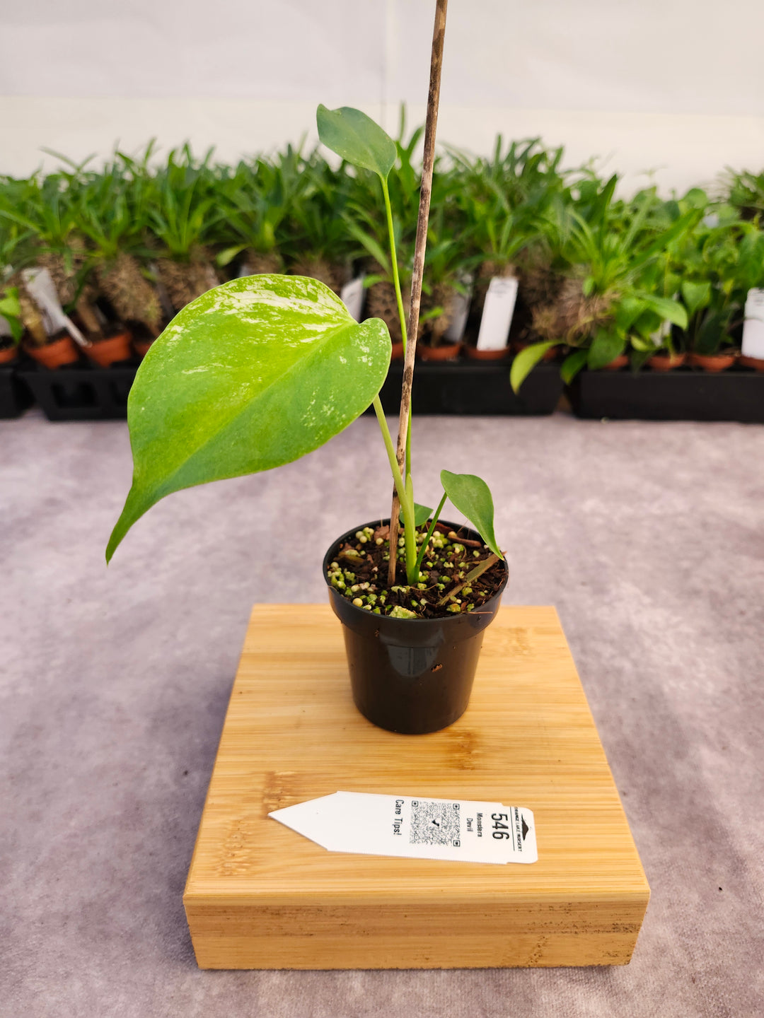 Monstera Devil  (3in)-546