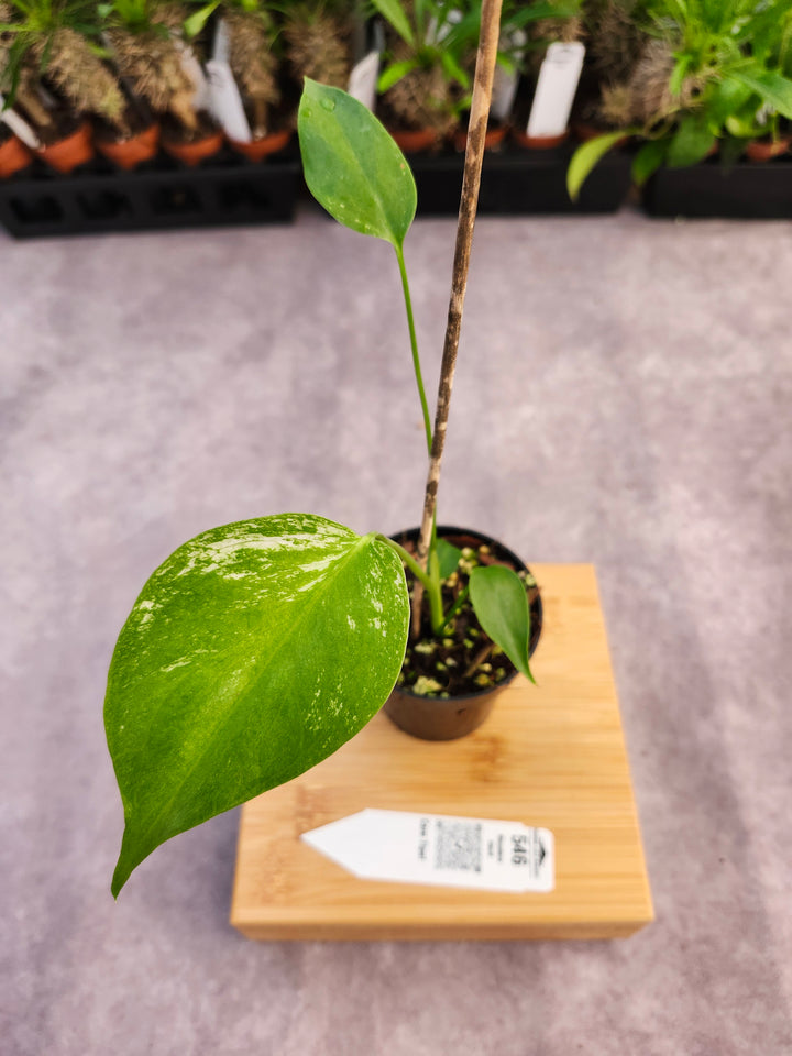 Monstera Devil  (3in)-546