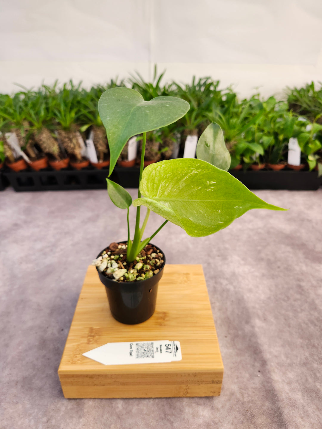 Monstera Devil  (3in)-547