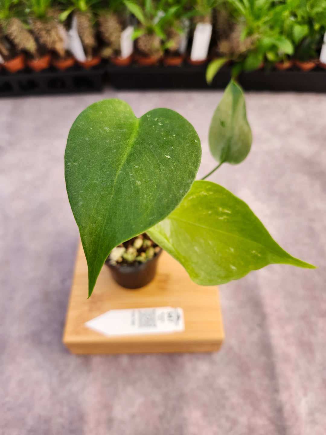 Monstera Devil  (3in)-547