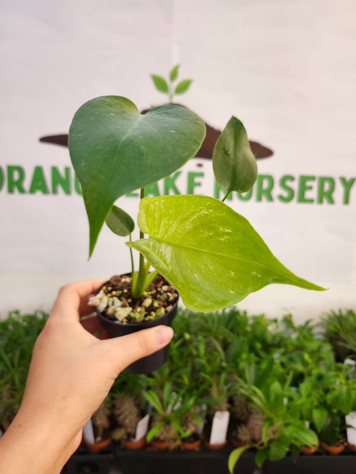 Monstera Devil  (3in)-547