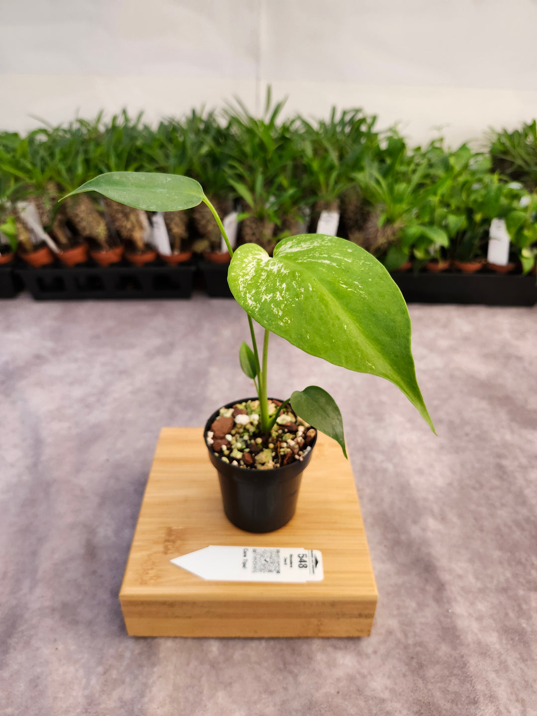 Monstera Devil  (3in)-548