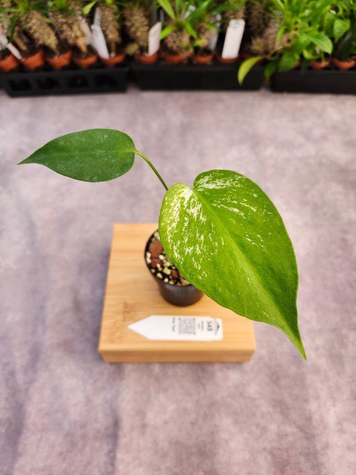 Monstera Devil  (3in)-548