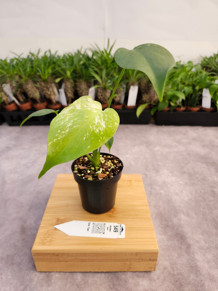 Monstera Devil  (3in)-549
