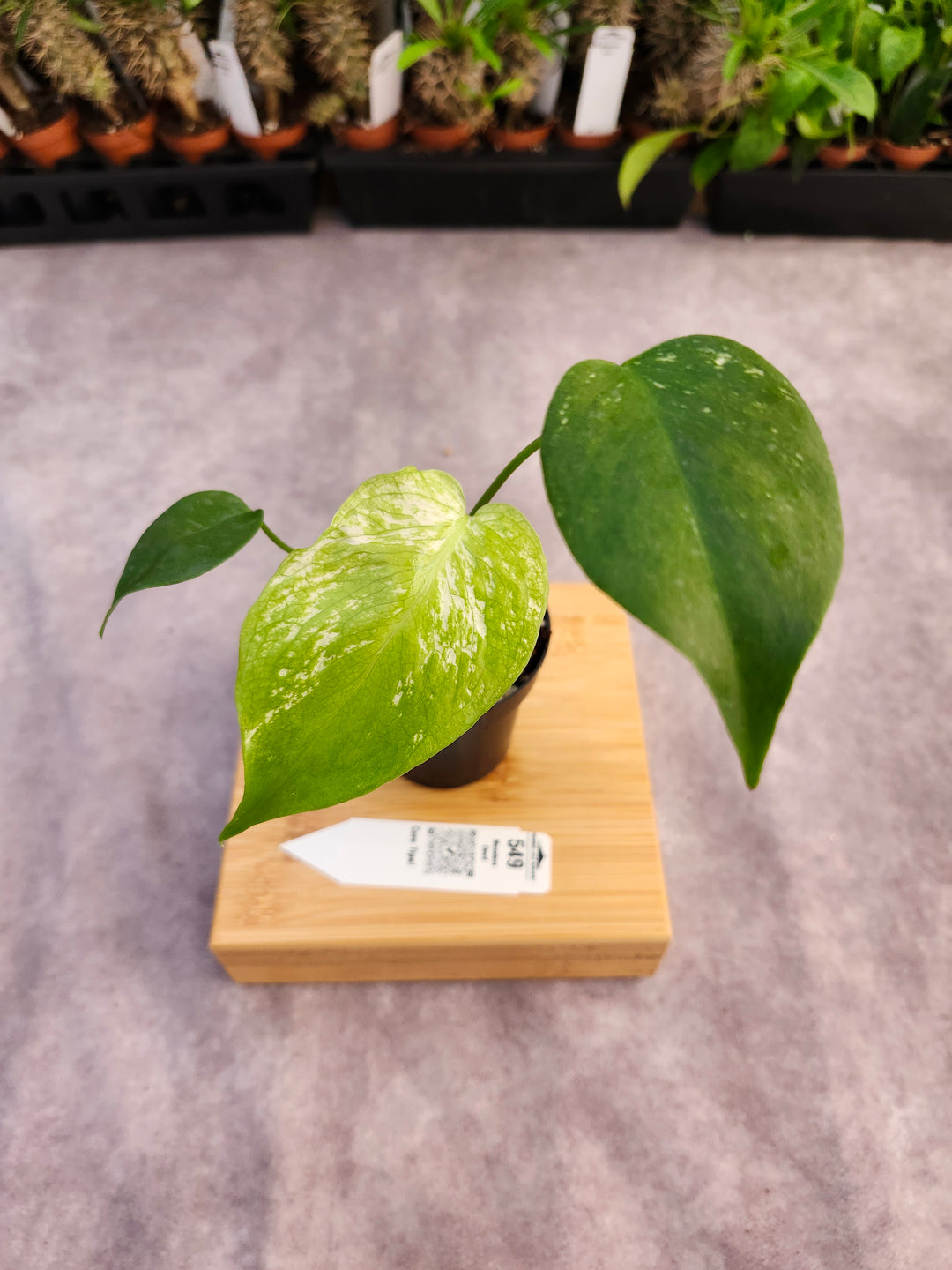 Monstera Devil  (3in)-549