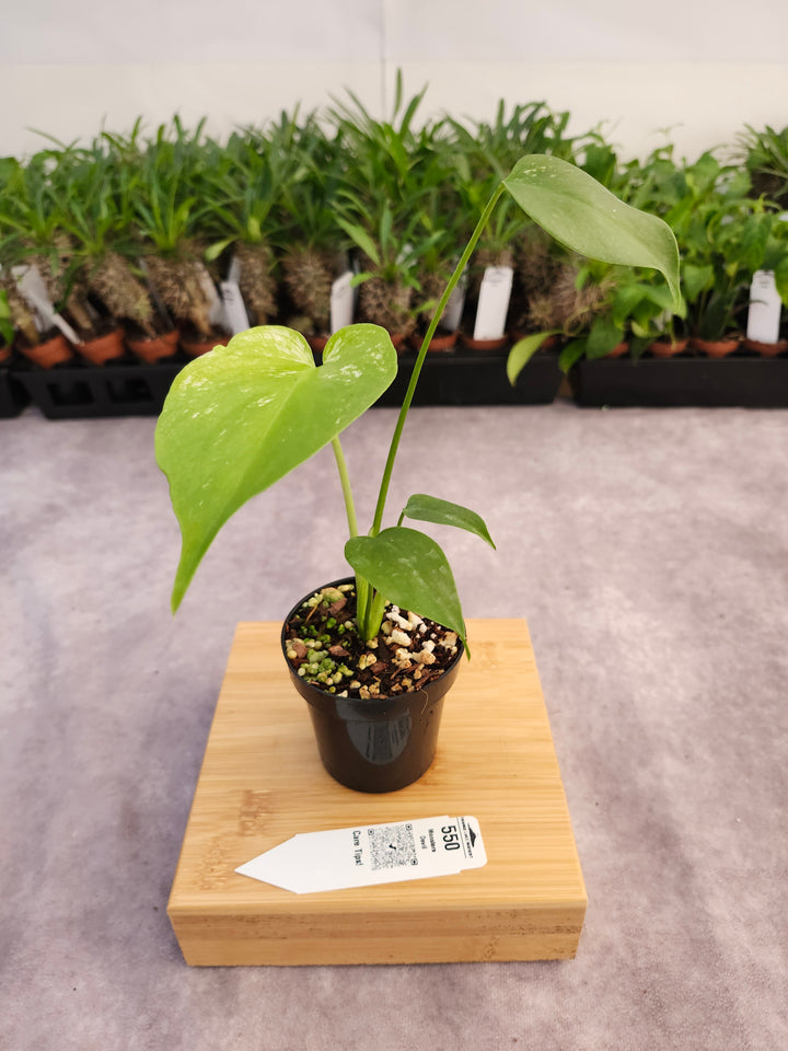 Monstera Devil  (3in)-550
