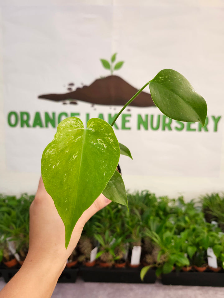 Monstera Devil  (3in)-550