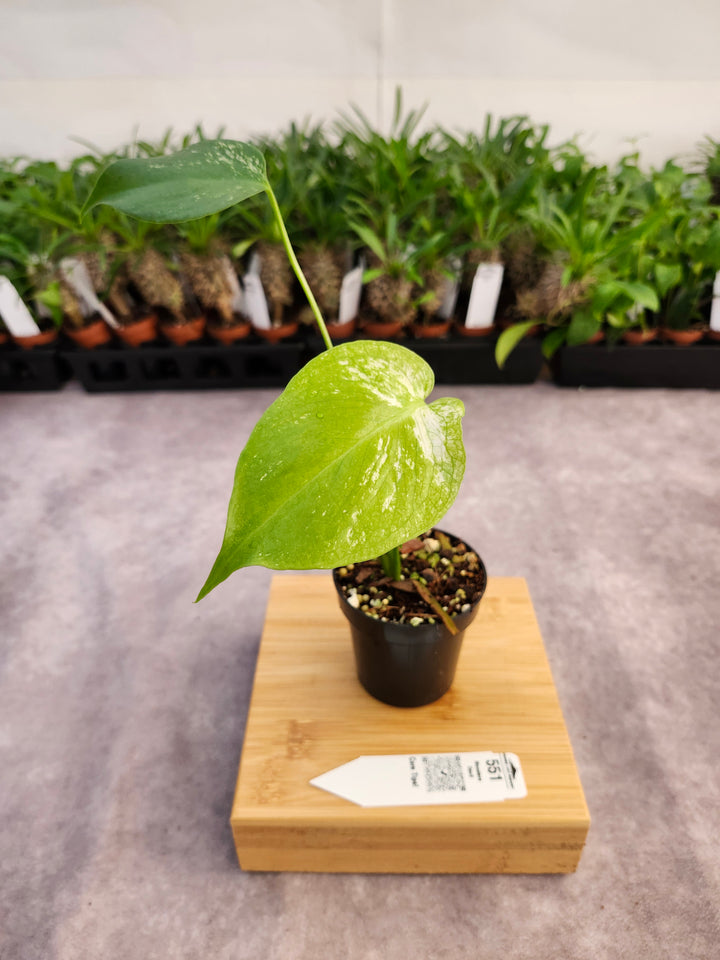 Monstera Devil  (3in)-551