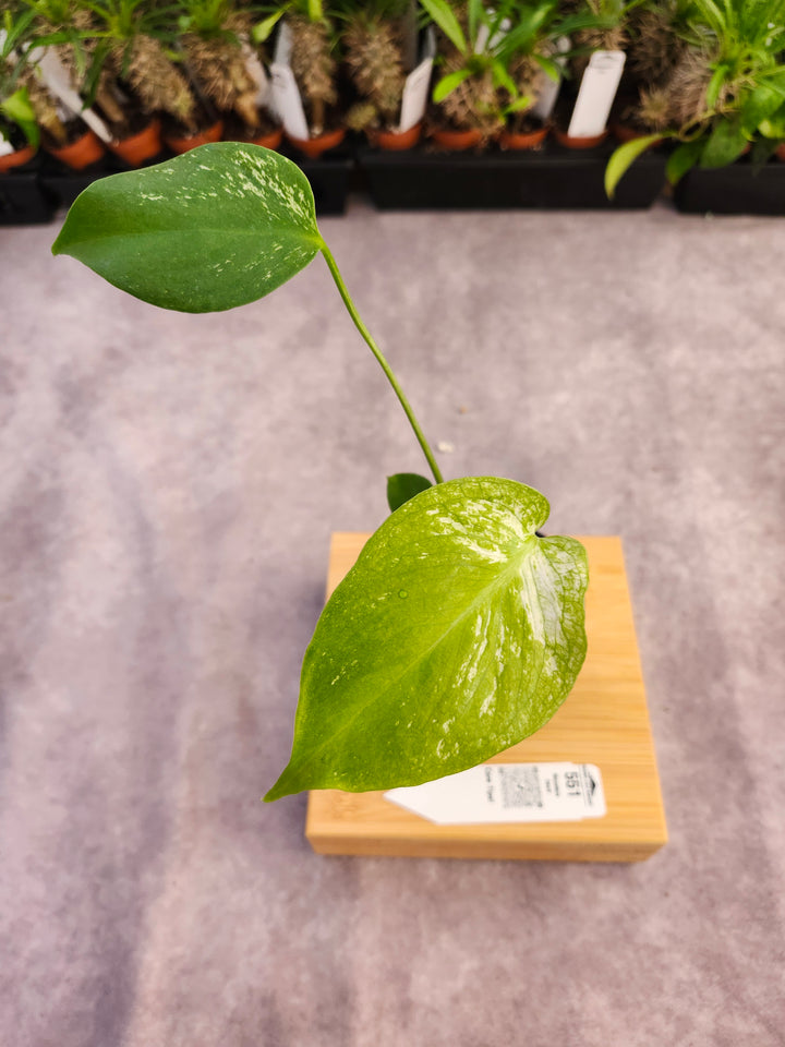 Monstera Devil  (3in)-551