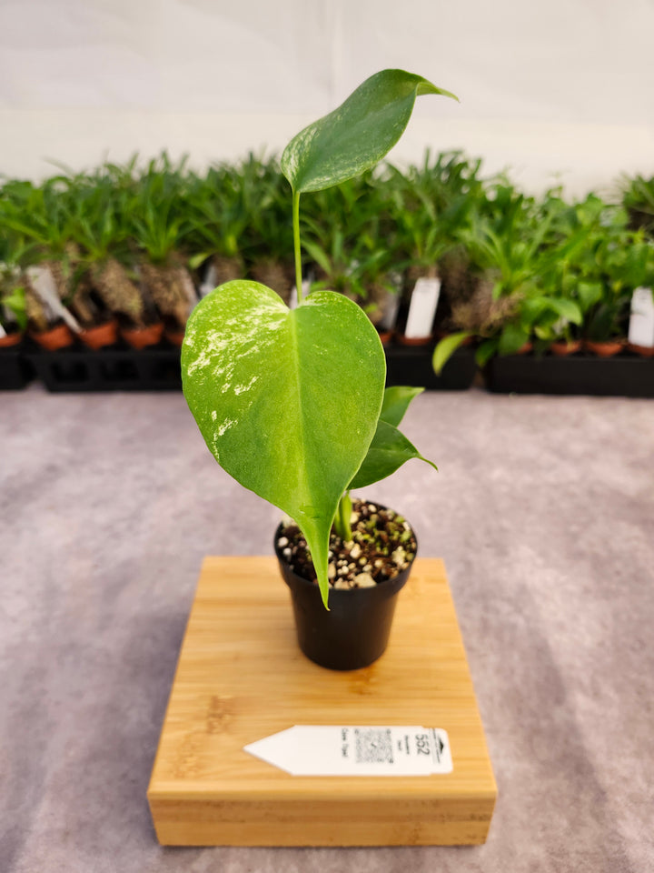Monstera Devil  (3in)-552