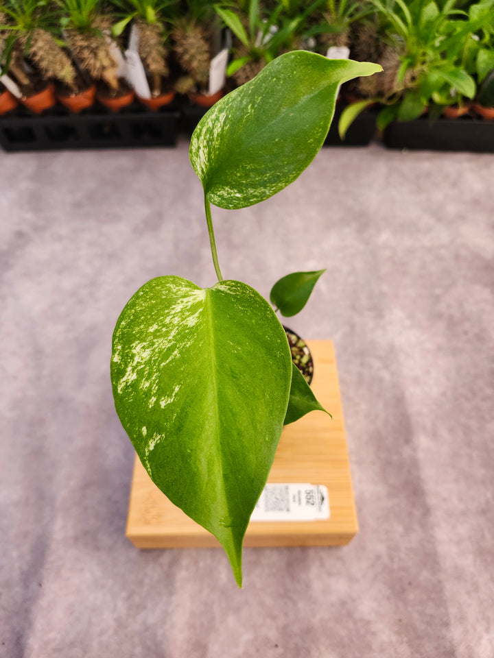 Monstera Devil  (3in)-552