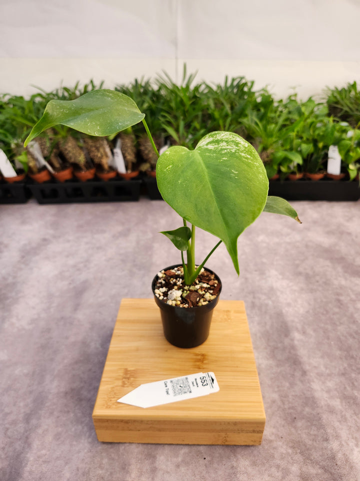 Monstera Devil  (3in)-553