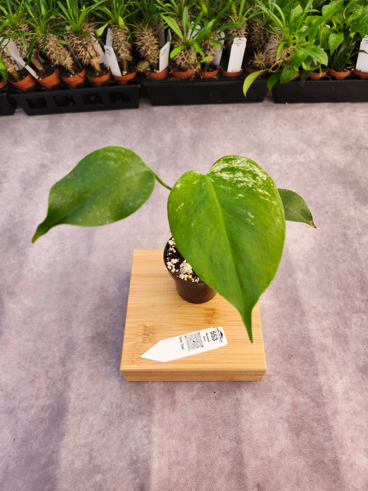 Monstera Devil  (3in)-553
