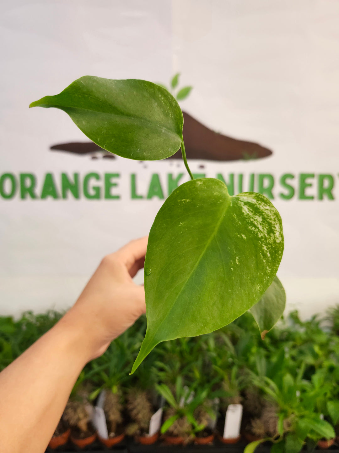 Monstera Devil  (3in)-553