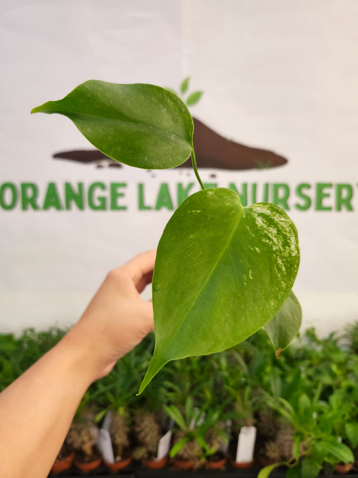 Monstera Devil  (3in)-553